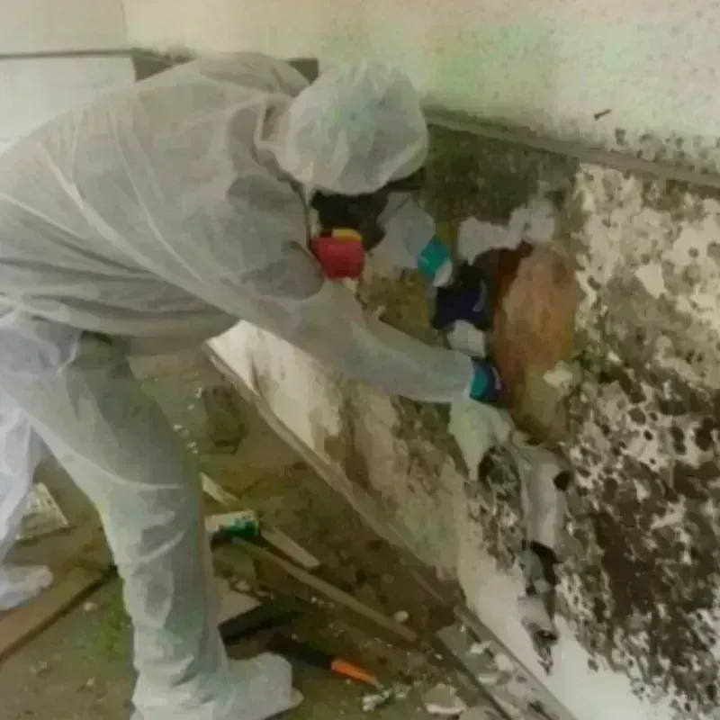 Mold Remediation and Removal in Apple Mountain Lake, VA